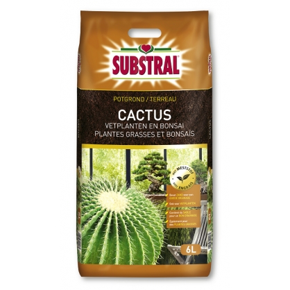 Entretien d un cactus