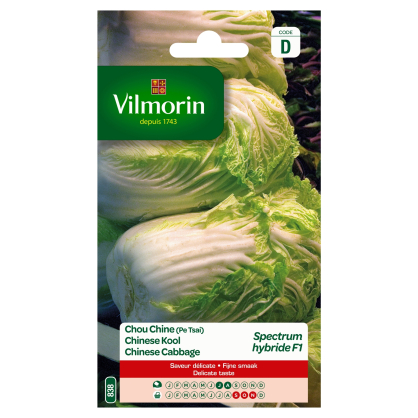 Semences de chou Spectrum hybride F1 VILMORIN