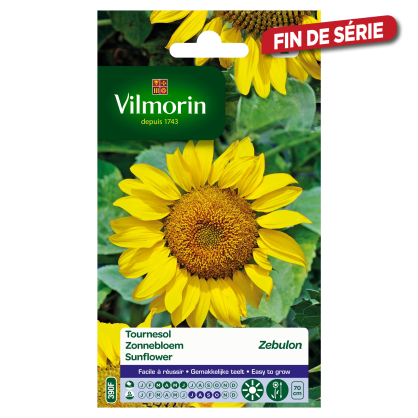 Semences de tournesol Zebulon VILMORIN