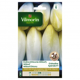 Semences de chicon Crénoline hybride F1 15 g VILMORIN