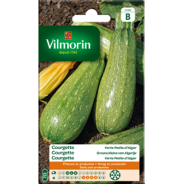 Semences de courgette verte Petite Alger VILMORIN