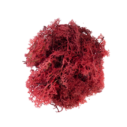 Mousse Lichen rouge 50 g MY VILLAGE