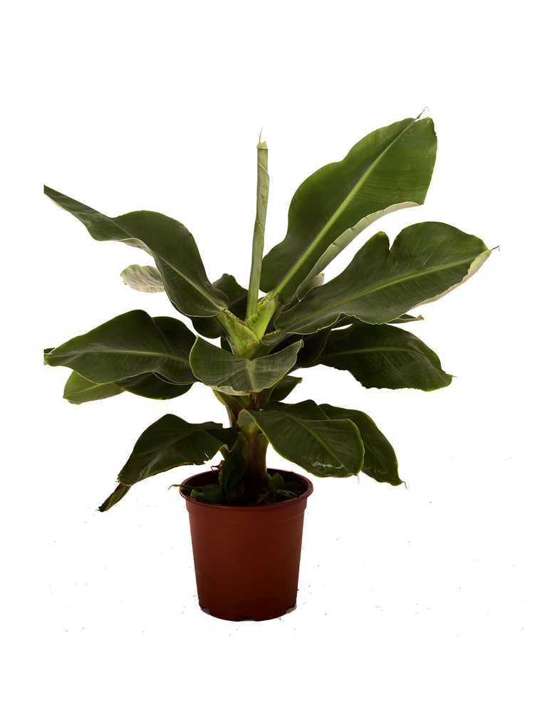 Plante d'intérieur : le Ficus à grandes feuilles - Les Aménagements  Fleurs-O-Pavé