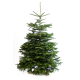 Sapin de Noël naturel coupé Nordmann 150 - 175 cm