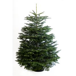 Sapin de Noël naturel coupé Nordmann 175 - 200 cm