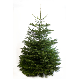 Sapin de Noël naturel coupé Nordmann 200 - 225 cm