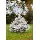 Sapin de Noël naturel coupé Nordmann enneigé 150 - 200 cm