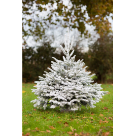 Sapin de Noël naturel coupé Nordmann enneigé 150 - 200 cm