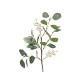 Branche en eucalyptus avec baies blanches 50 cm