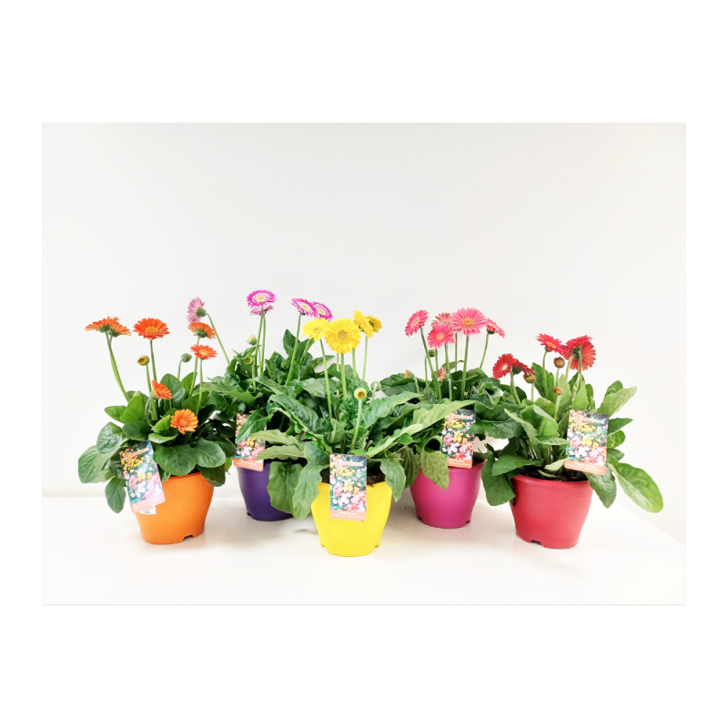 Gerbera Garvinea en pot