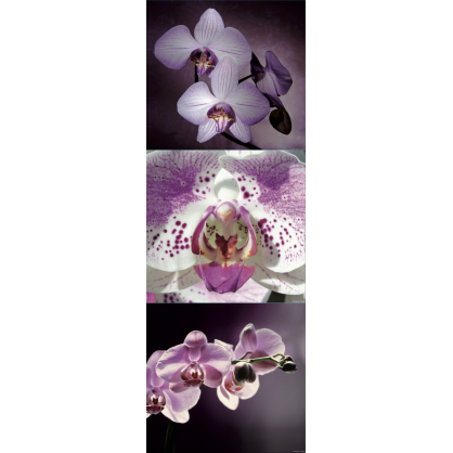 Planche de stickers Zen Orchidées