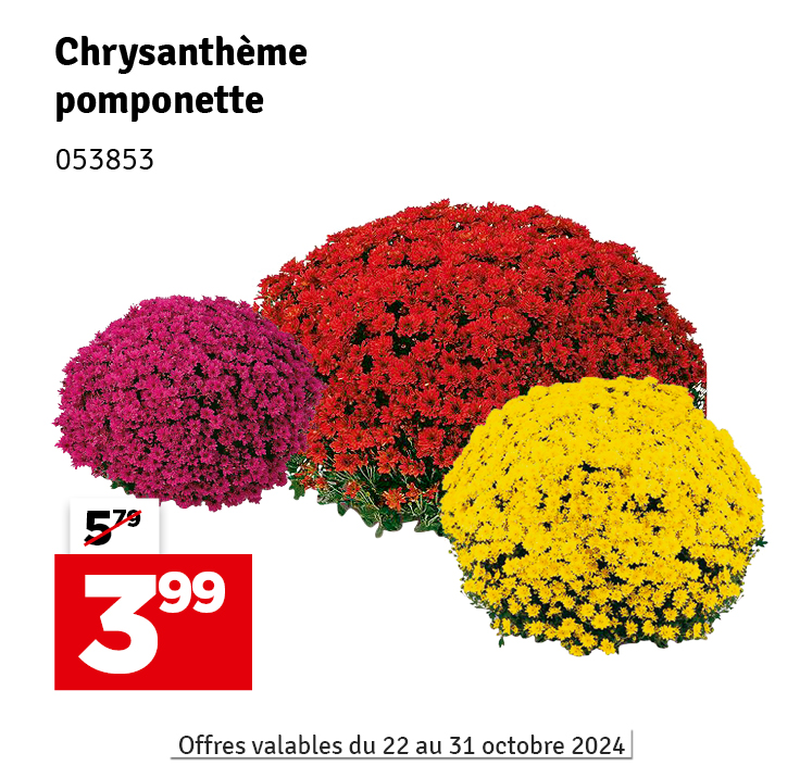 Chrysanthème pomponette en pot Ø 19 cm