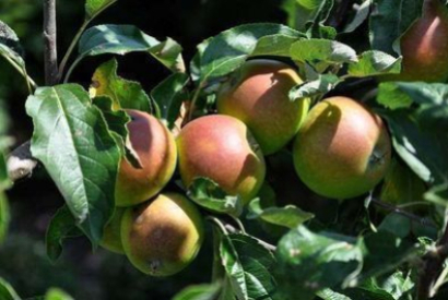 Cueillir les fruits d’automne