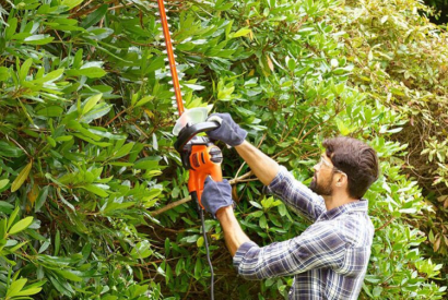 La taille des haies de jardin